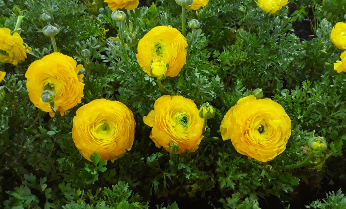 Yellow blooming flowers of  persian buttercup plant.