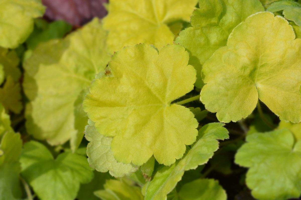 Yellow vibrant leaves of apple twist plant.