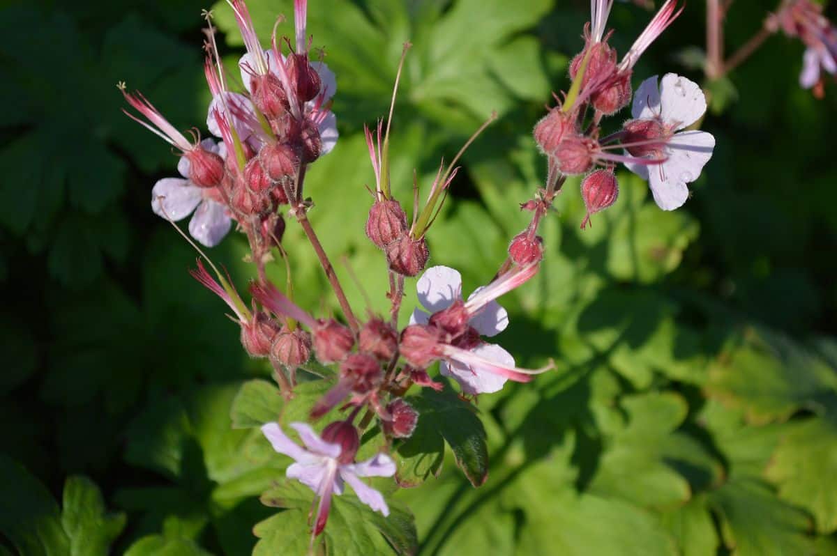 Geranium with pink blooming flowers and non-blooming buds.