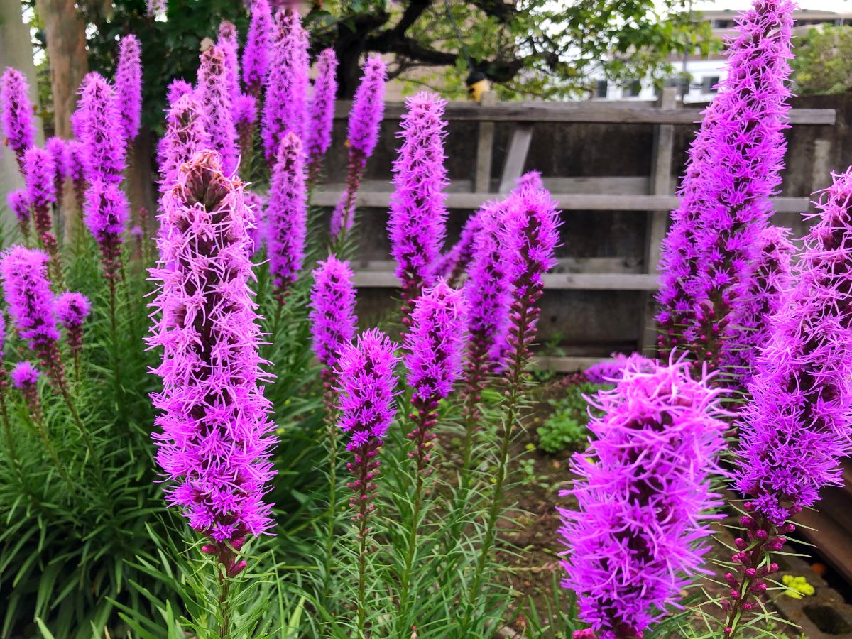 Vibrant purple blooming flowers of Blazing Star in a backyard.