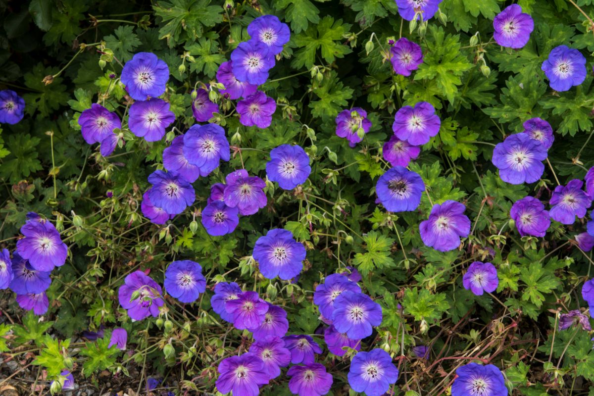 Bunch of purple blooming flowers of geranium.