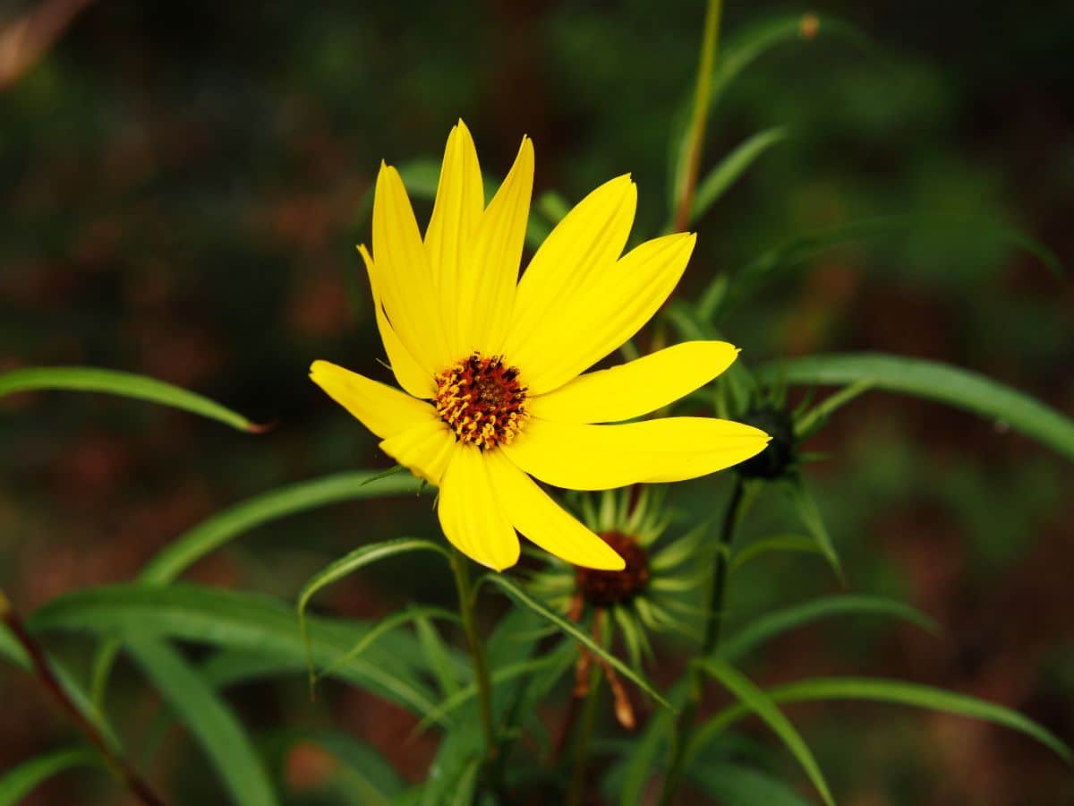 Vibrant yellow blooming flower of willow leaf sunflower.