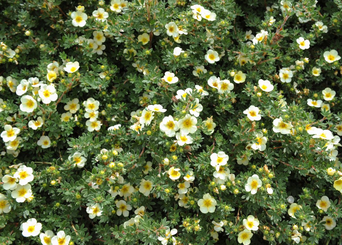 Yellow blooming flowers of Cinquefoil bush.