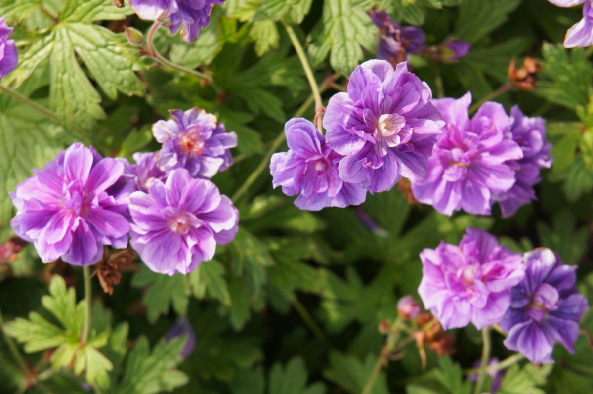 Pink blooming flowers of geranium on a sunny day.