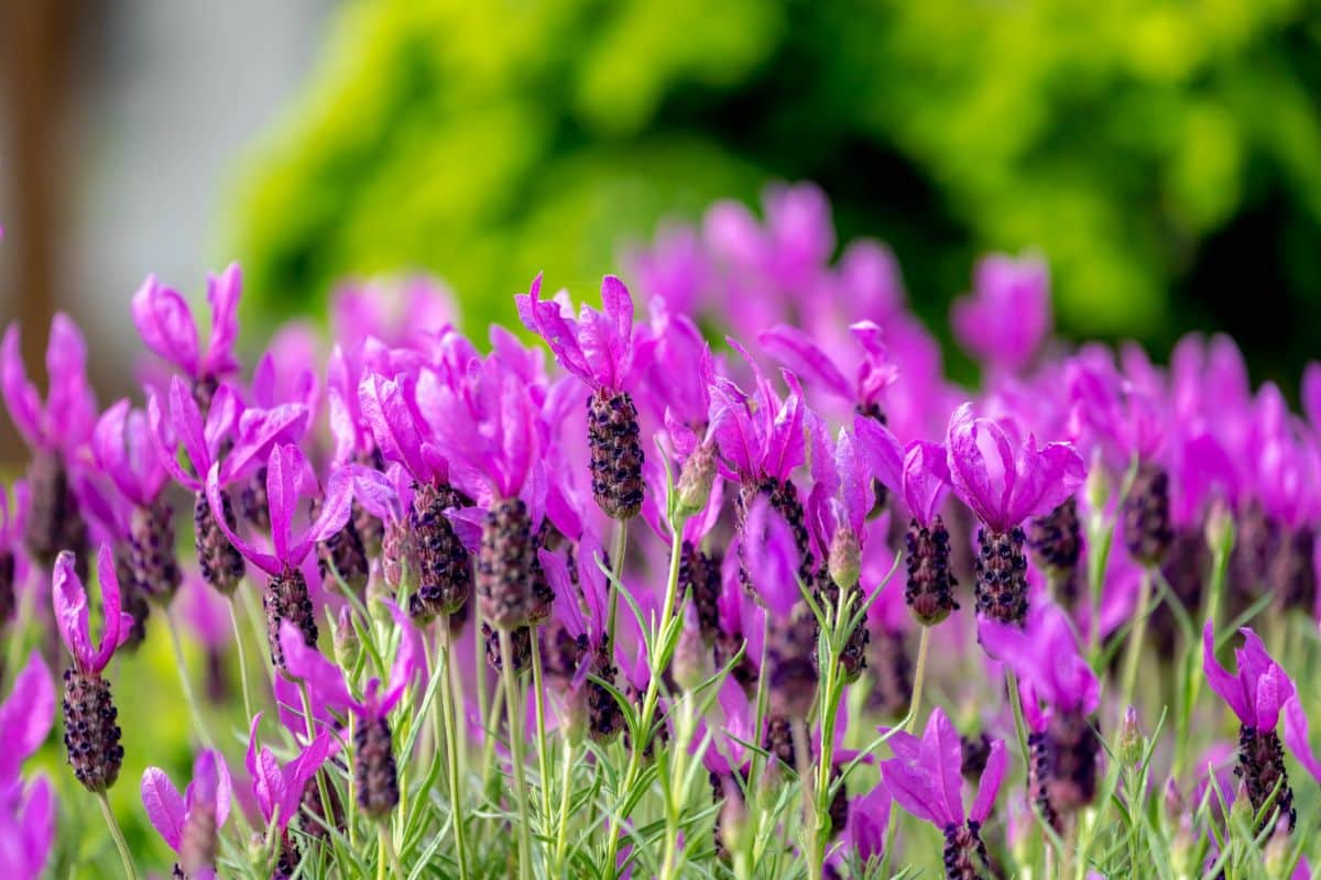 Vibrant purple blooming flowers of Lavender 
