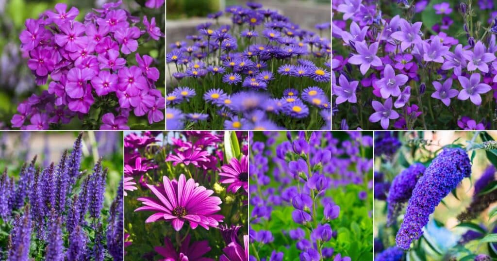 25 Purple Perennial Flowers and Growing Tips