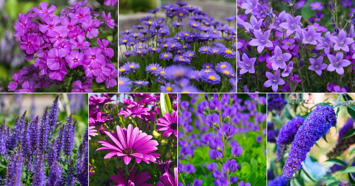 7 images of purple perennials.
