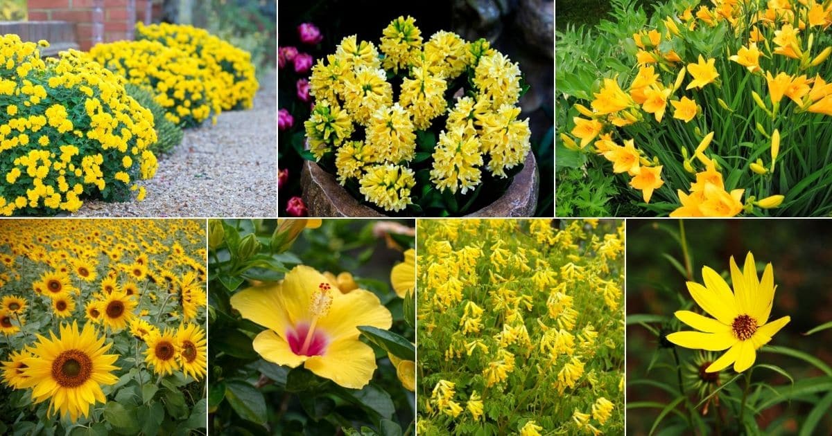 7 images of yellow perennials.