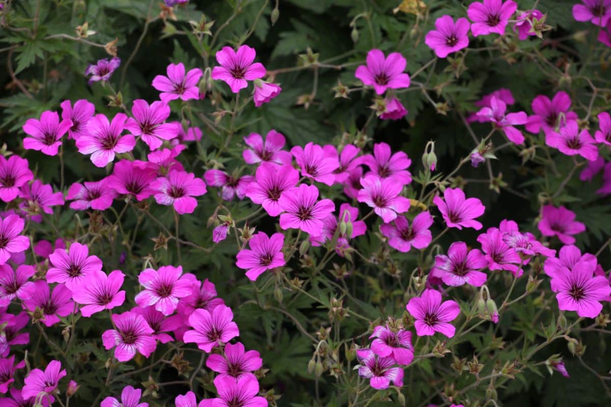 Bunch of pink blooming flowers of geranium.