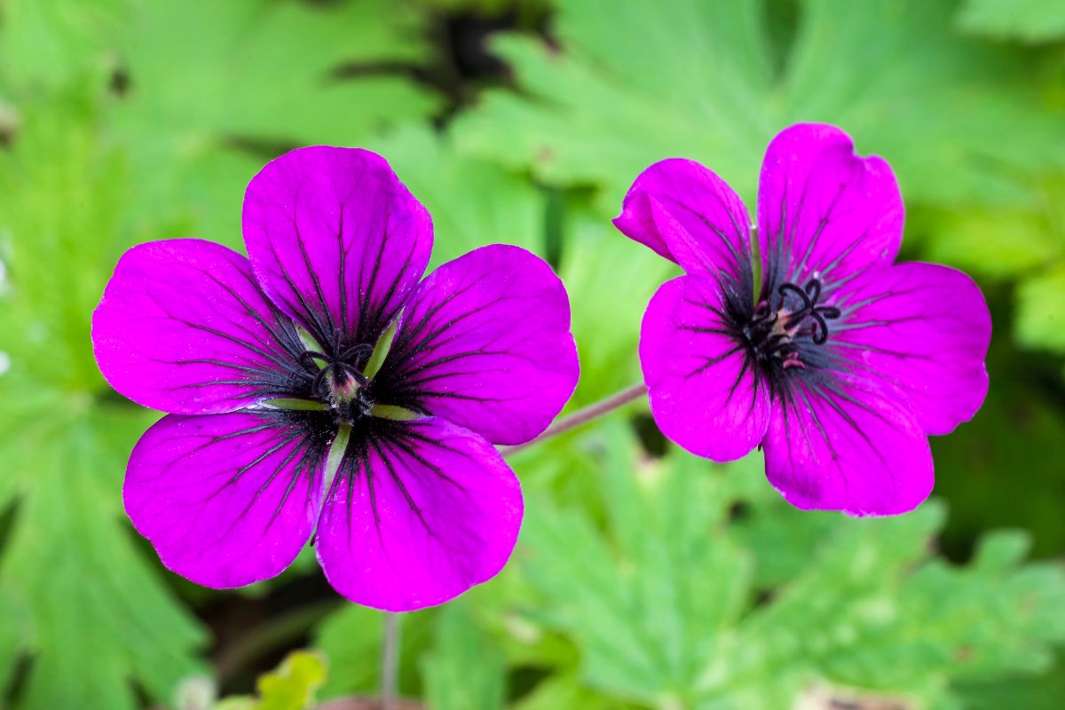 Close-up of bright purple blooming flowers of geranium.