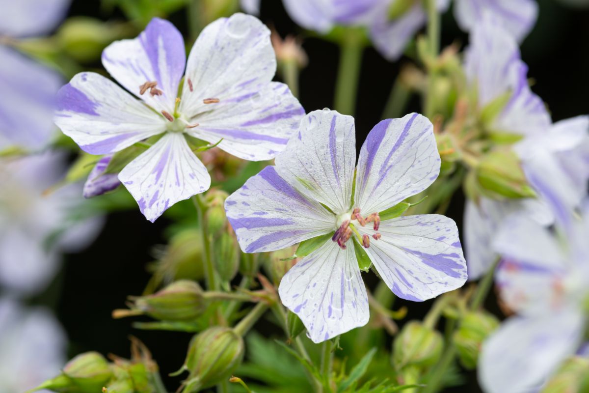 White-purple blooming flowers of geranium.