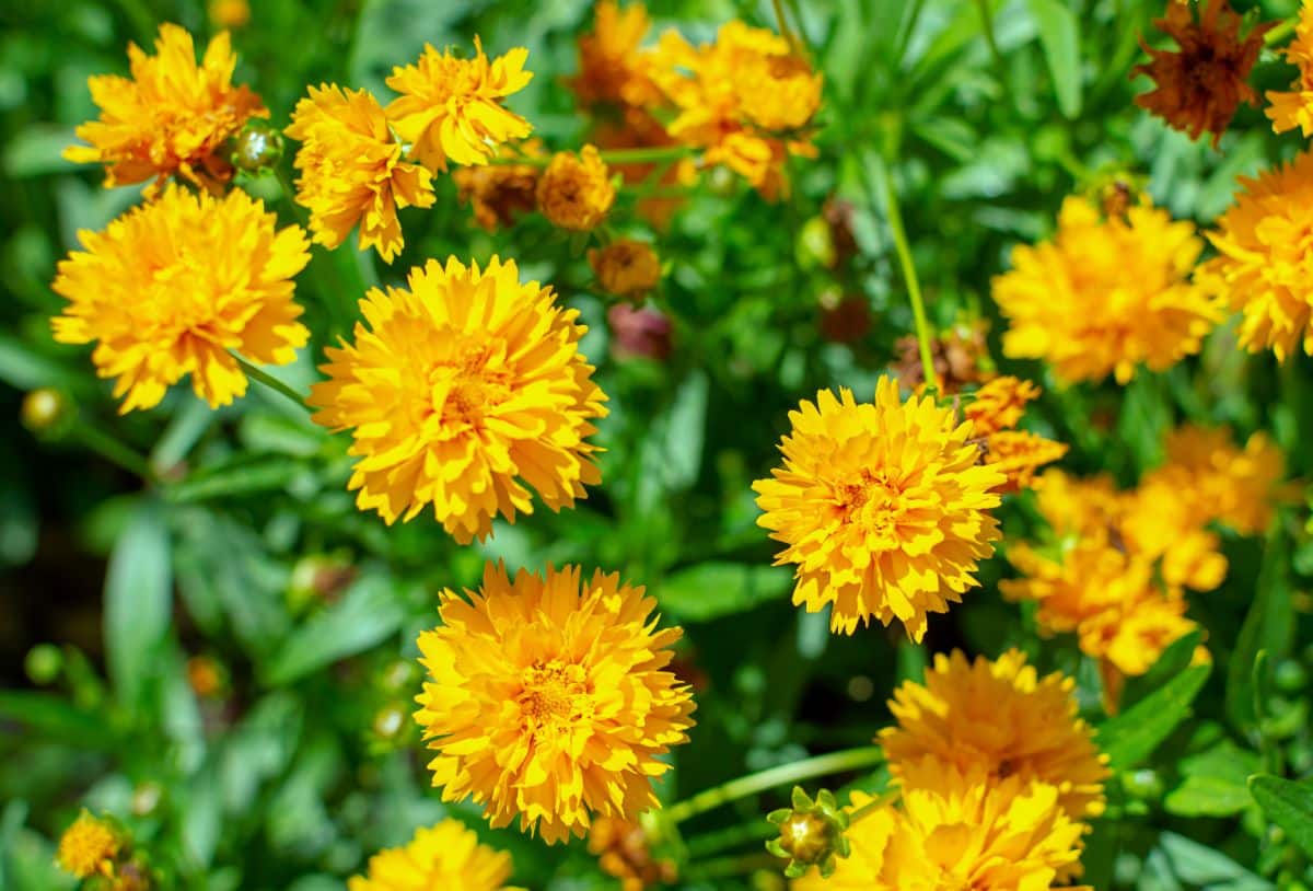 Beautiful blooming yellow flowers of tickseed.