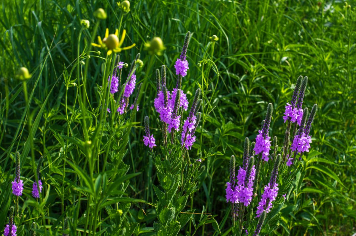 Purple blooming Vervain on a meadow.