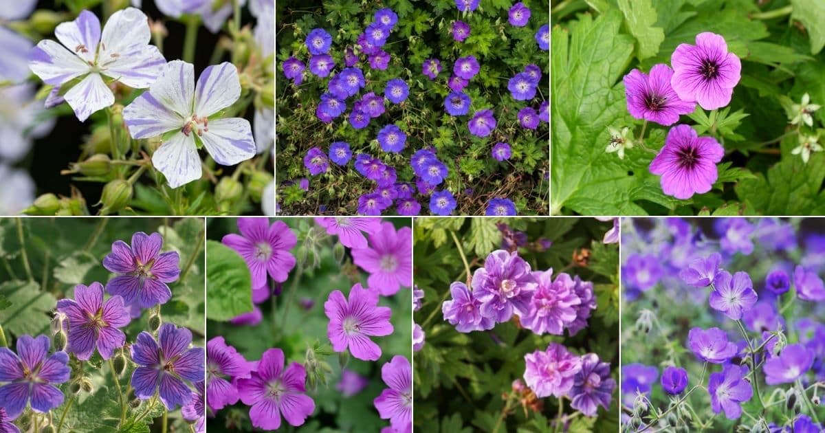 7 images of geranium varieties.