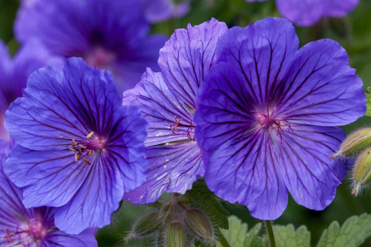 Close-up of beautiful blooming purple geranium flowers.