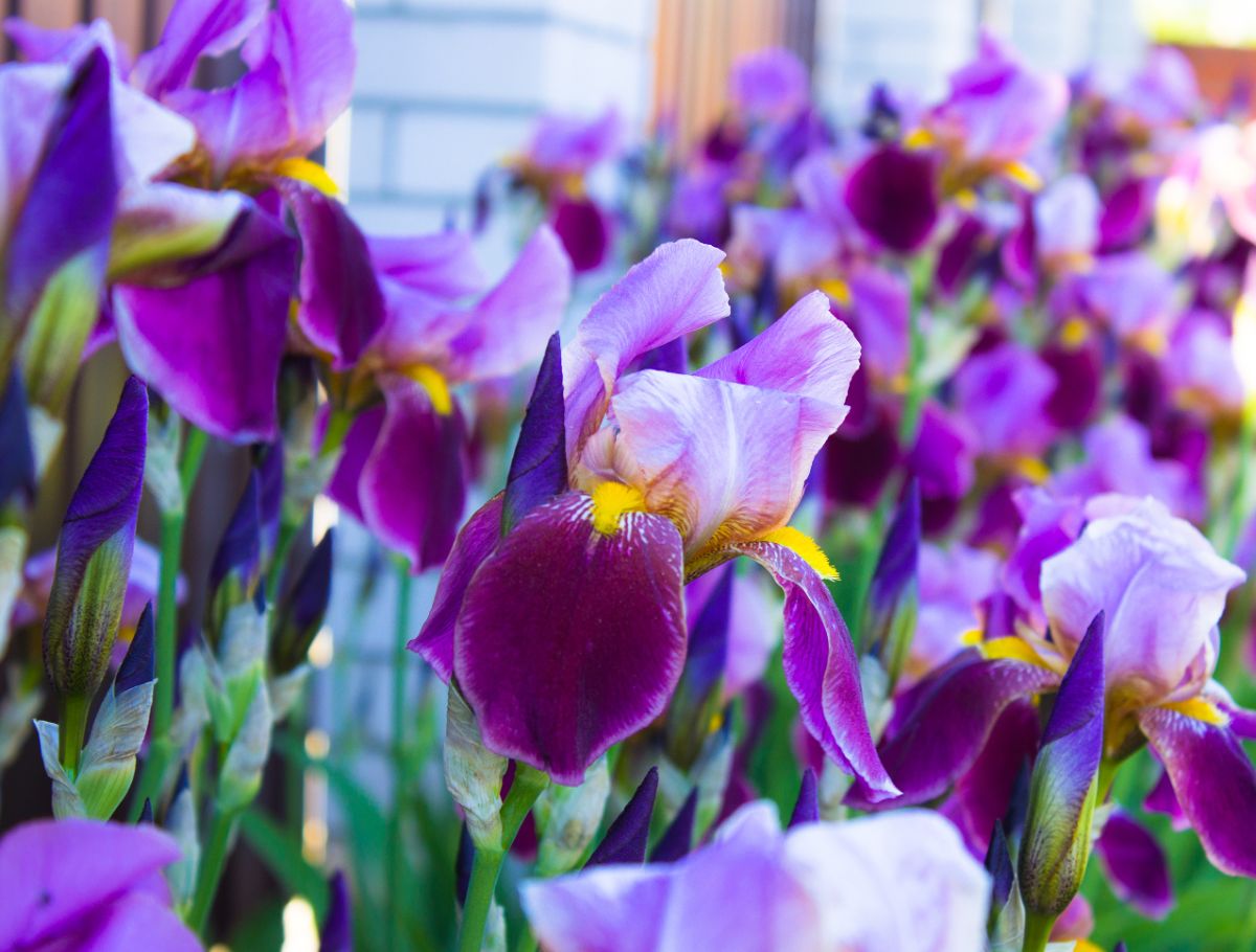 Purple-white blooming flowers of German Bearded Iris 
