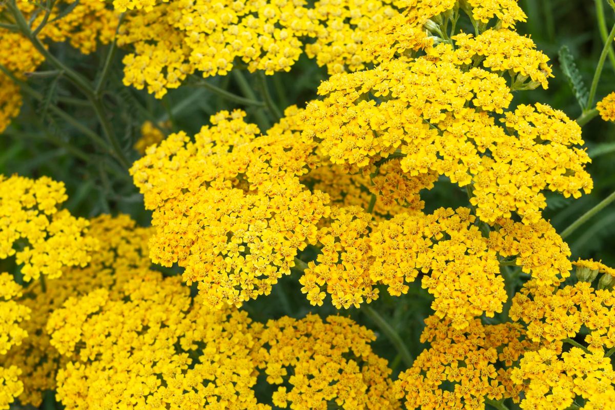 Beautiful blooming yellow yarrow.