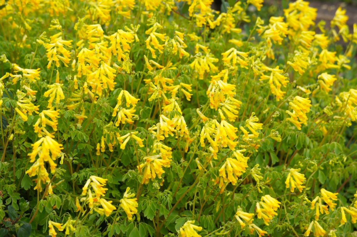Meadow of blooming yellow flowers of corydalis.