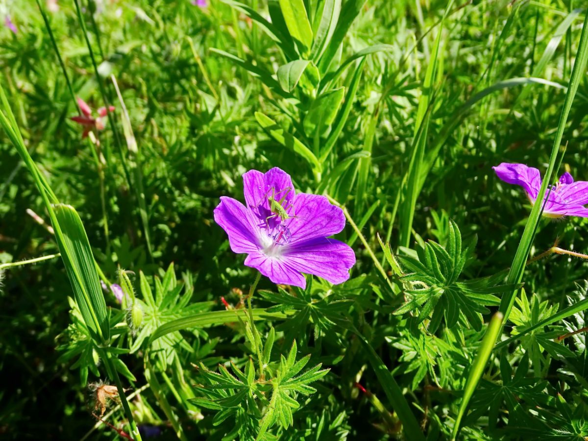 Pink blooming flowers of geranium in tall grass.