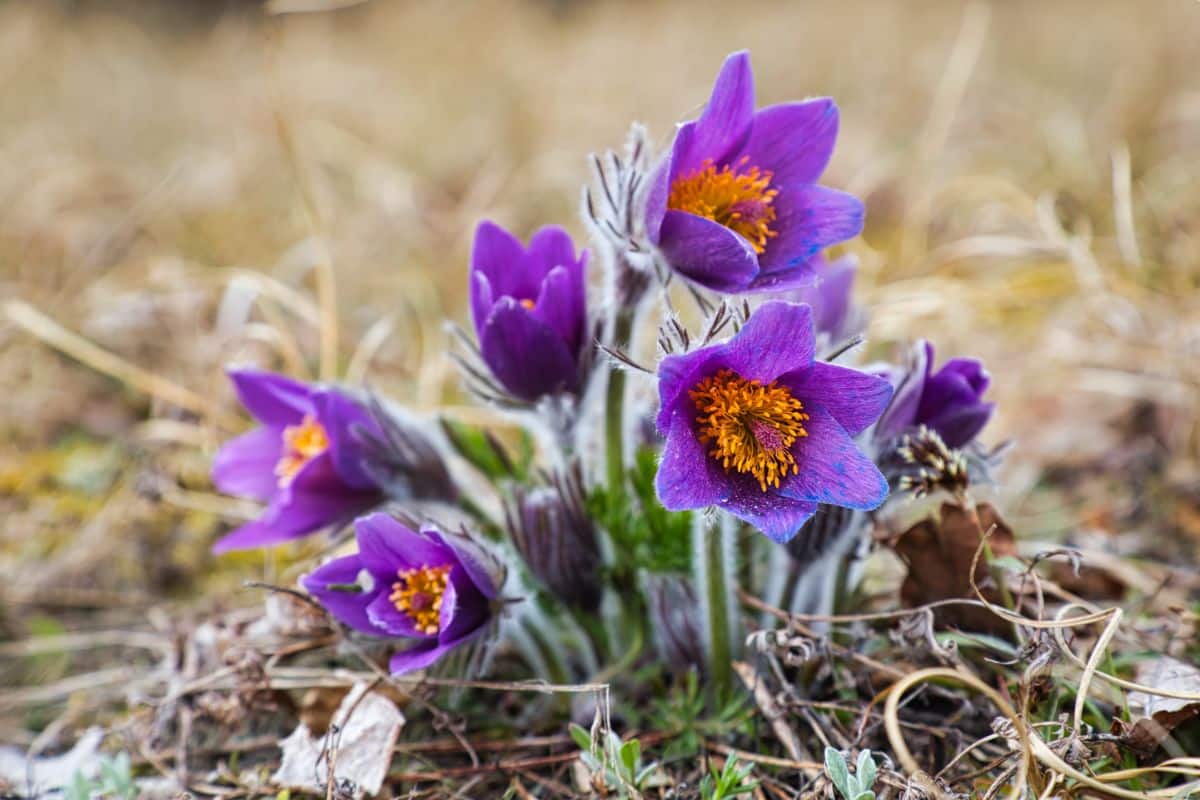 Purple blooming Pasqueflower on a meadow.
