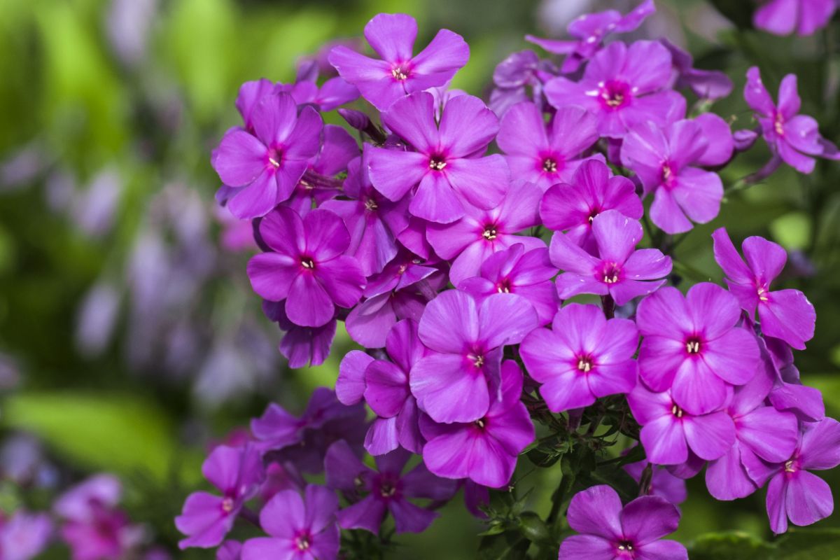 Purple vibrant blooming Phlox close-up.