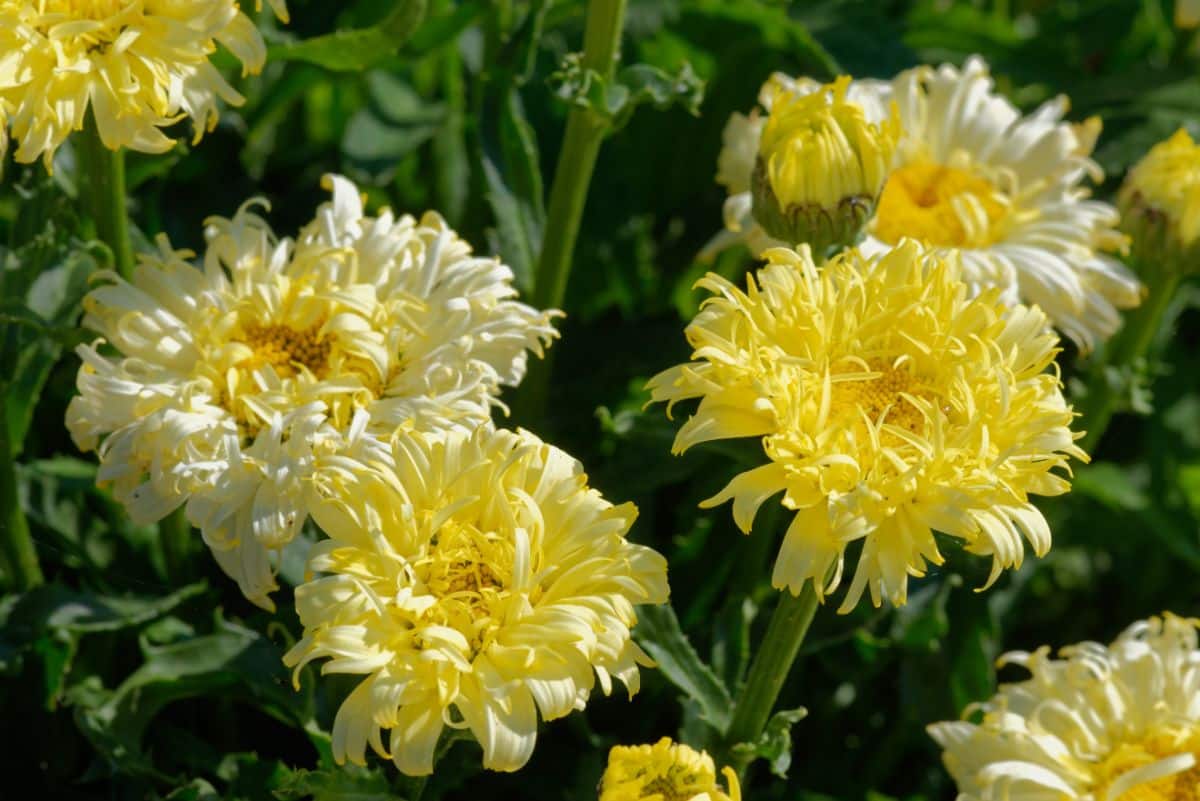 Beautiful blooming yellow flowers of shasta daisy.