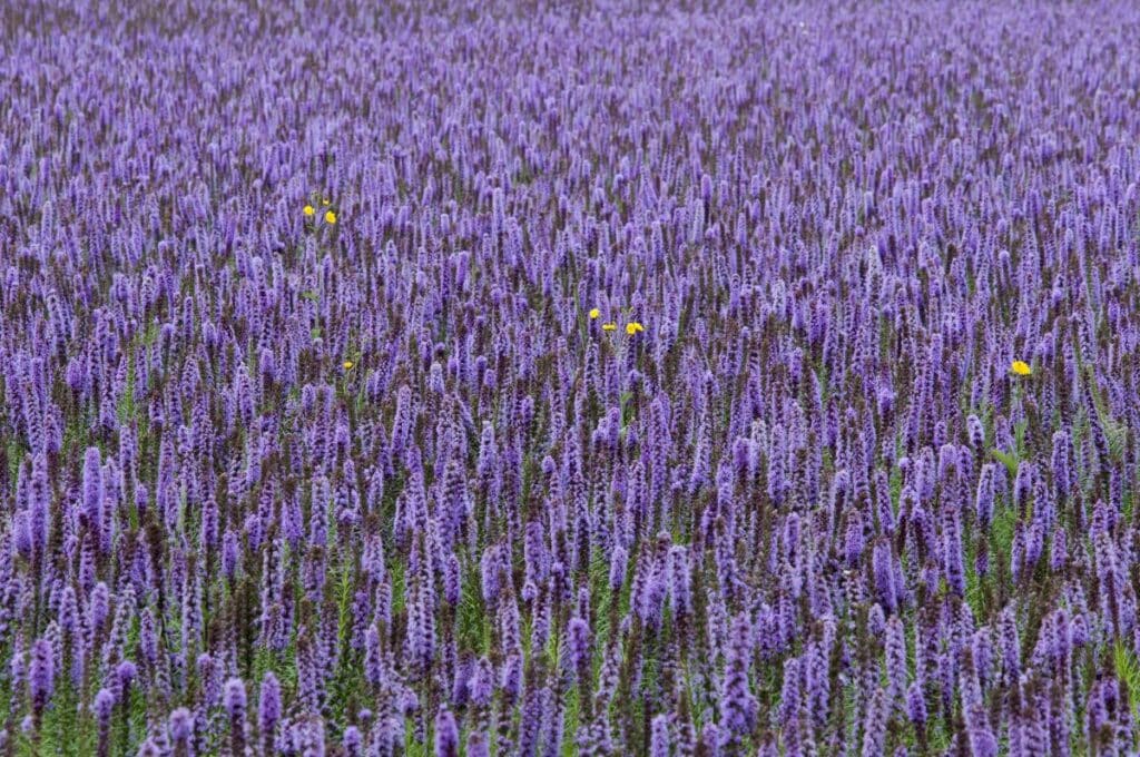 Meadow full of purple blooming Anise Hyssop