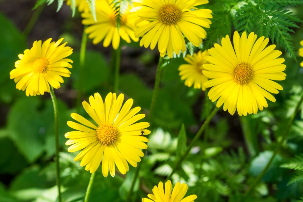 Vibrant blooming yellow flowers of golden marguerite