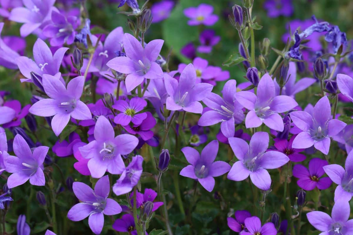Vibrant purple blooming flowers of Dalmatian Bellflower