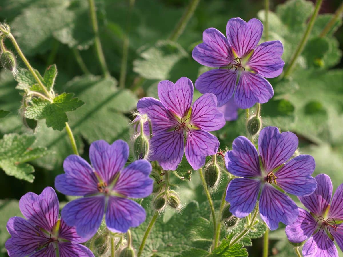 Pink blooming flowers of geranium on sunny day.