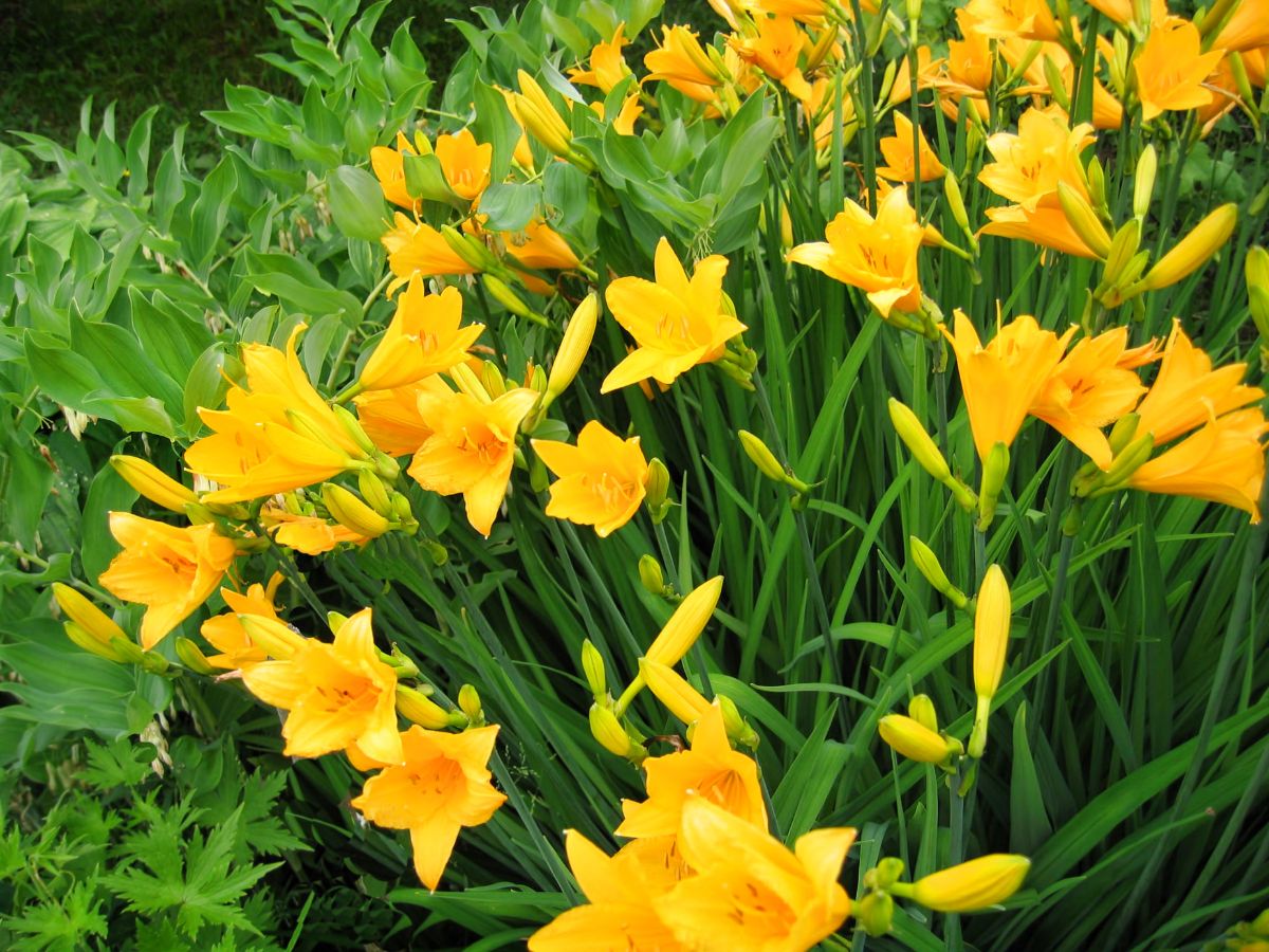 Bunch of vibrant blooming yellow flowers of daylily.