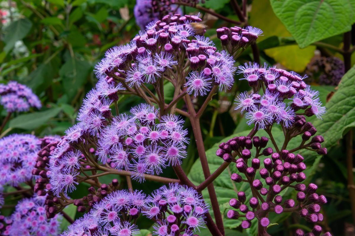 Purple blooming Mistflower 