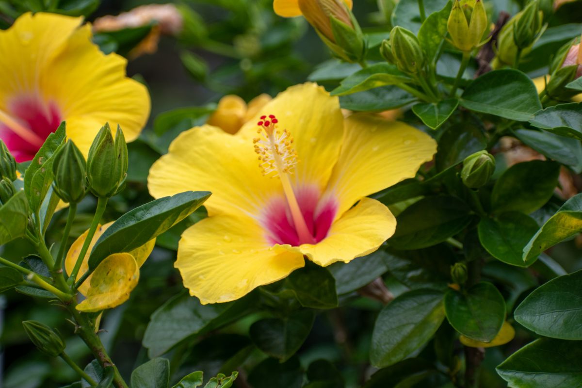 Beautiful blooming red-yellow flower of hibiscus.