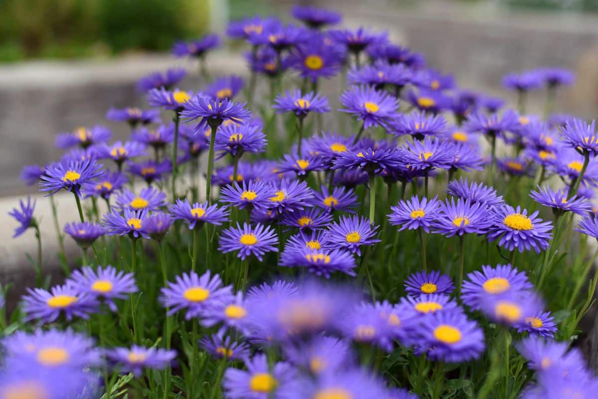 Purple blooming flowers of alpine aster.