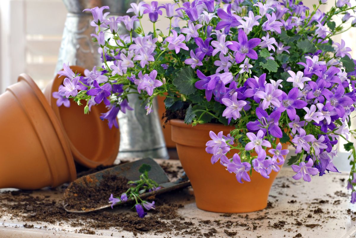 Potted purple perennials next to empty pot and gardening shovel.