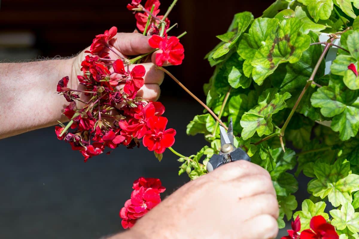 Hands with gardening sheers trimming geranium red flowers.