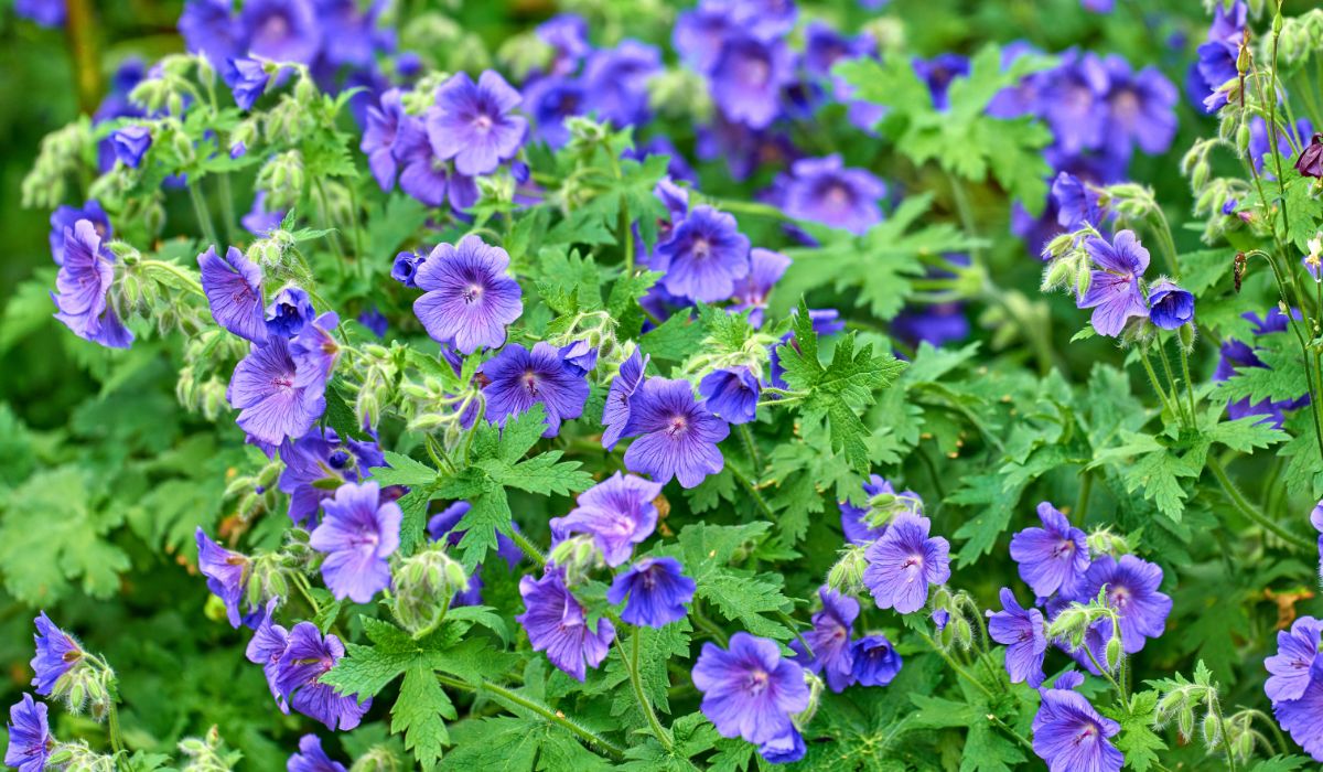 Purple blooming flowers of cranebill.