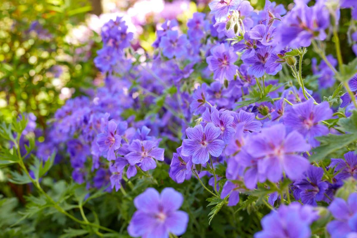 Meadow of purple blooming geraniums.