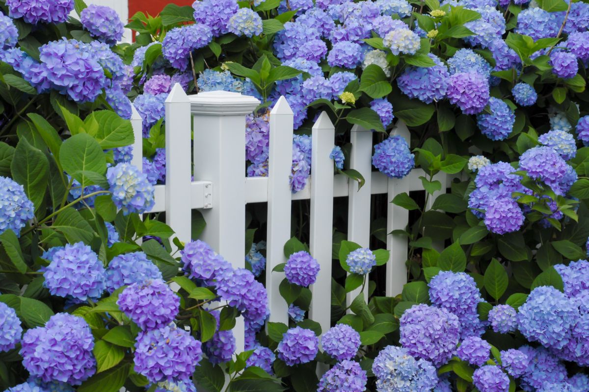 Beautiful purple blooming flowers of hydrangeas near a white wooden fence.