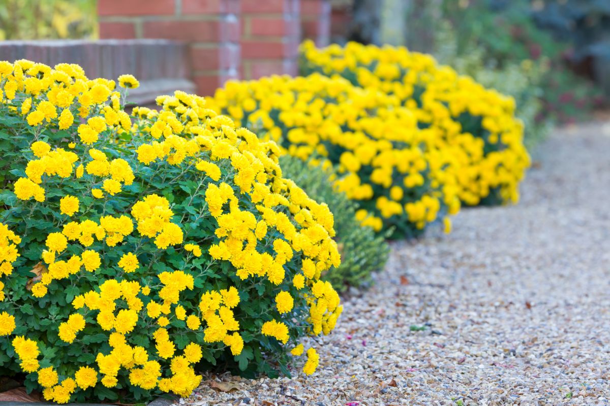 Bunch of beautiful blooming yellow flowers on the edge of pavement