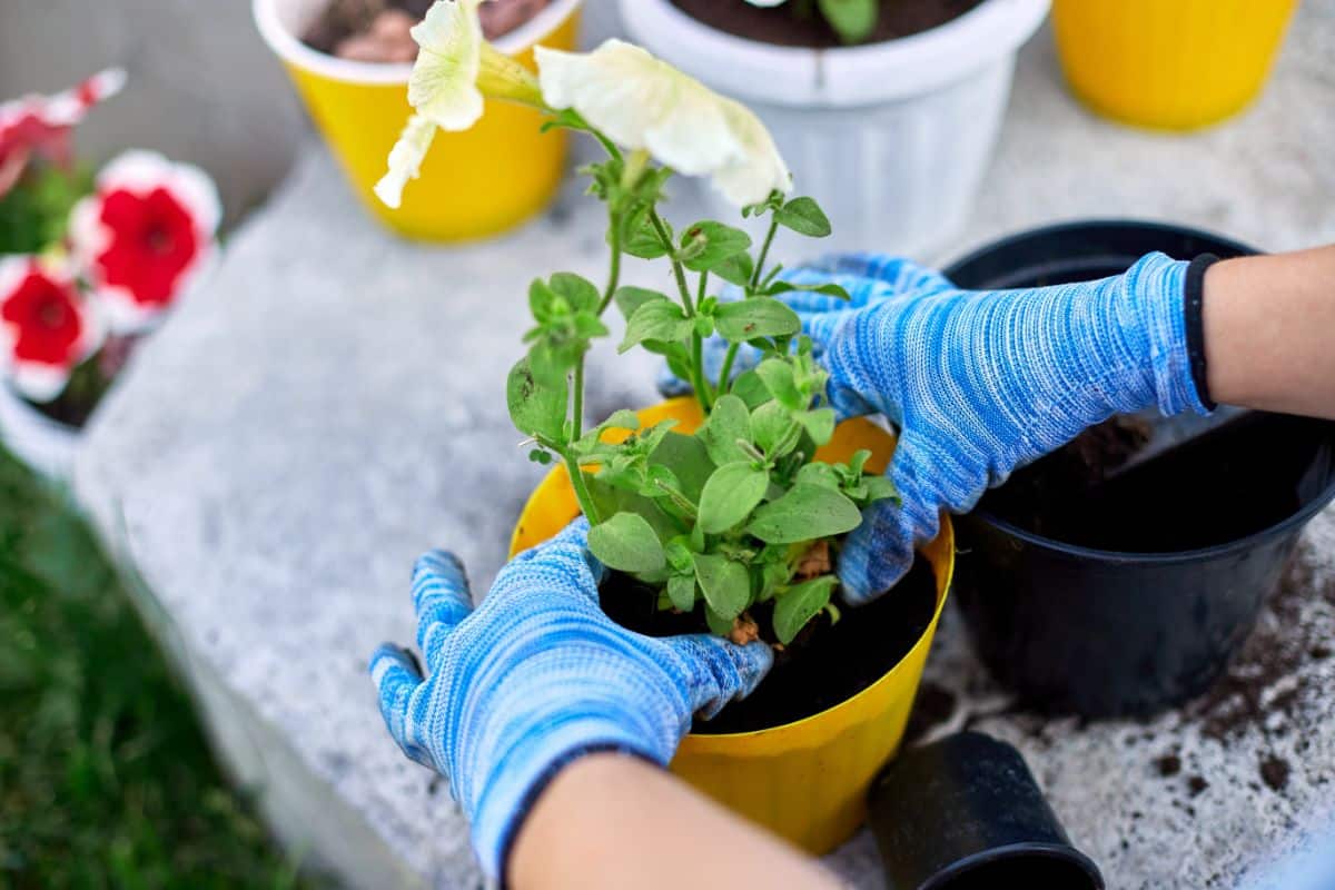 Gardener hands with gloves potting a new yellow flower.