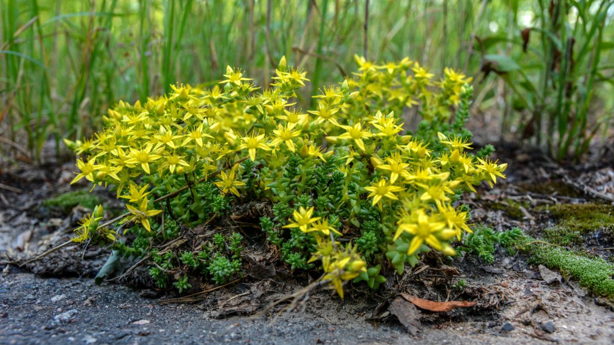 Yellow blooming flowers grow in rocky soil.