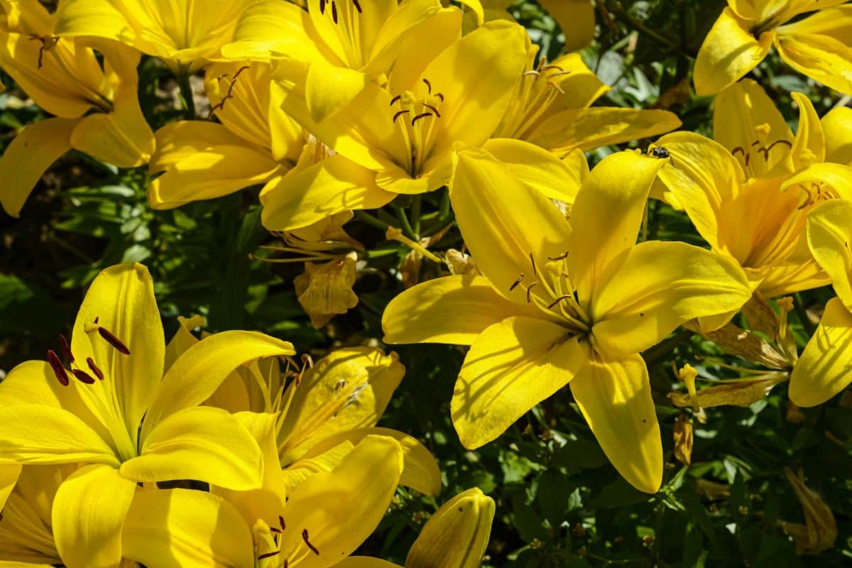 Beautiful blooming yellow flowers of lilly.