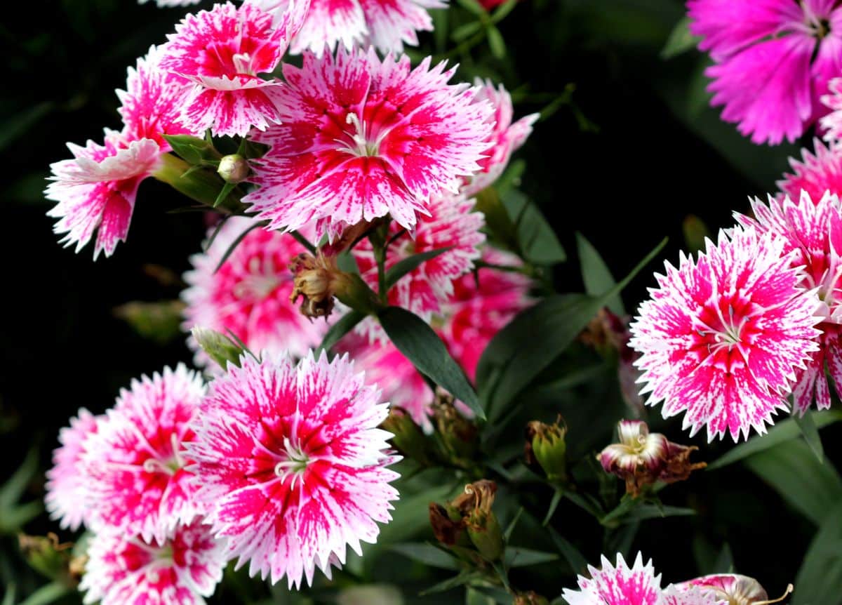 Pink-white blooming flowers of dianthus close-up.