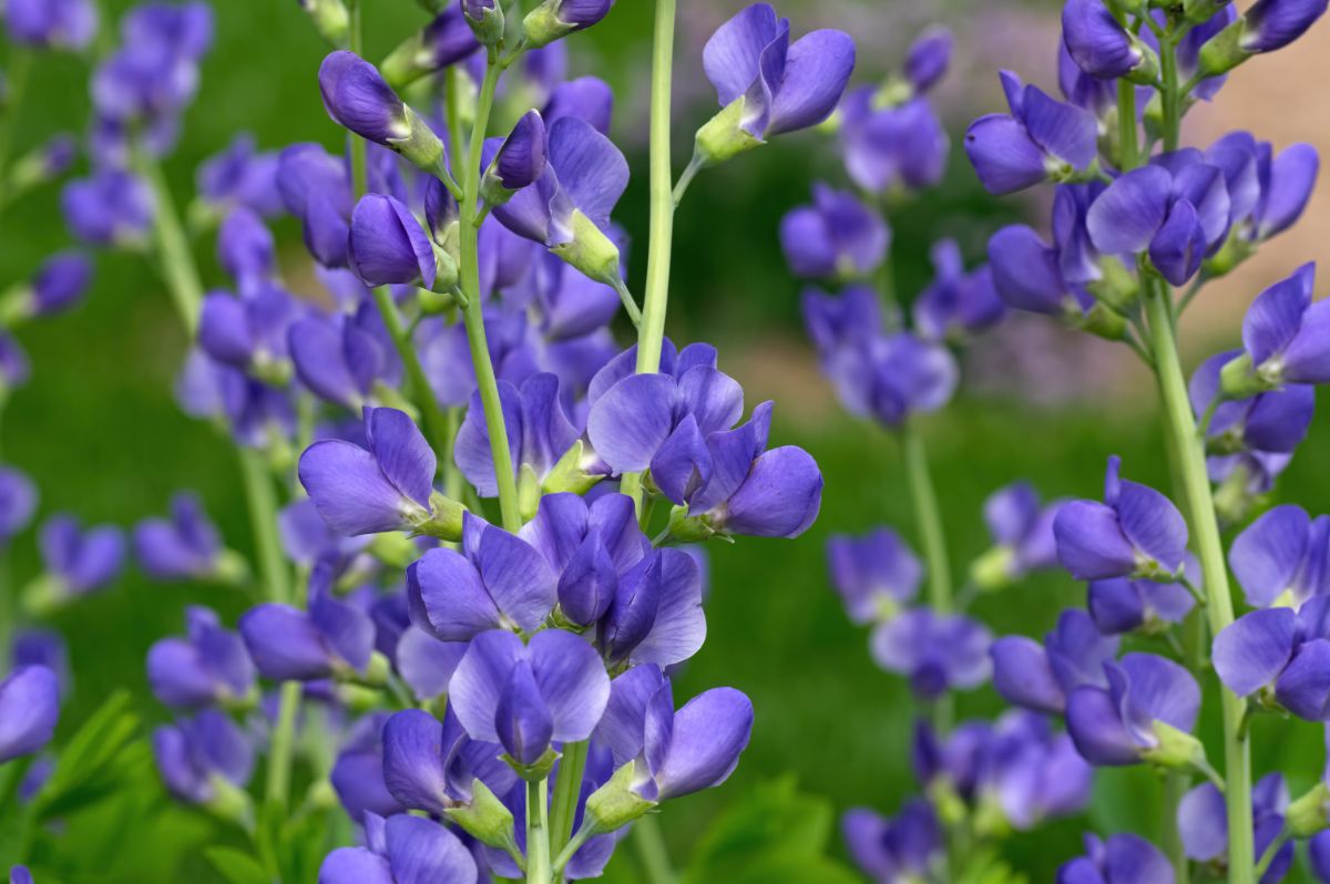 A beautiful purple blooming False Indigo.