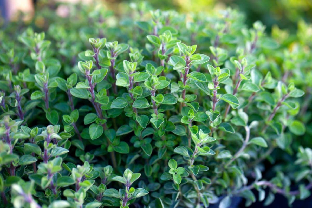 Oregano plant growing in a garden.