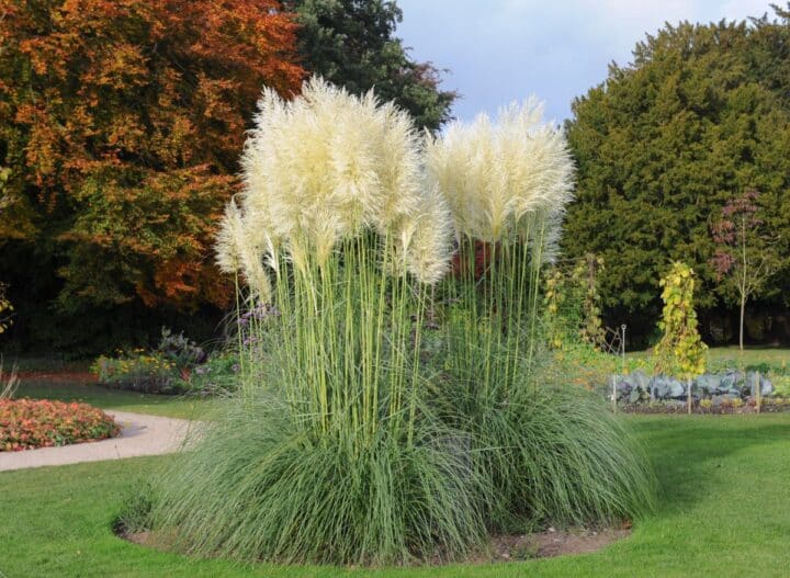 Top 25 Perennial Ornamental Grass Varieties and Growing Tips