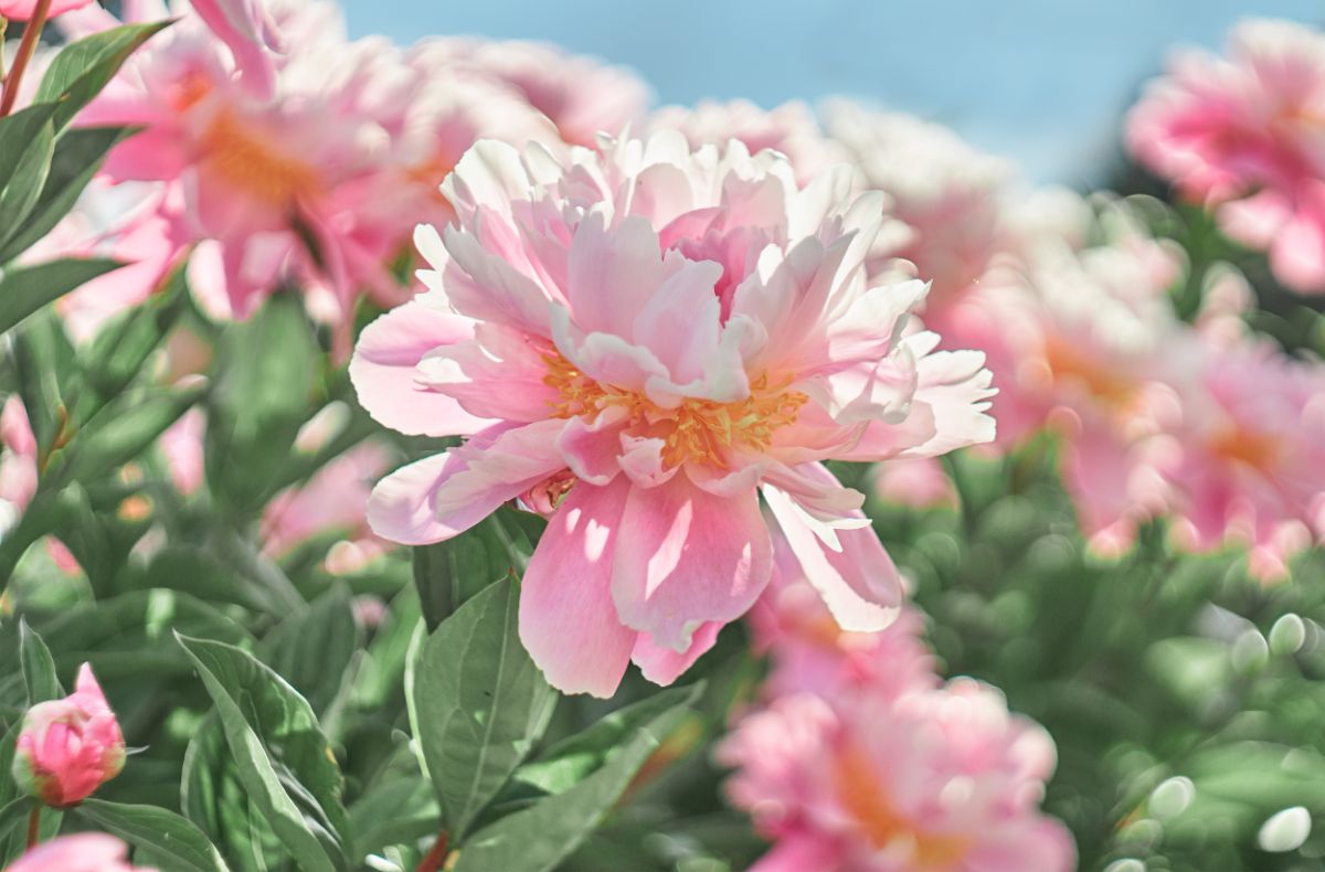 Pink blooming flowers of peony.