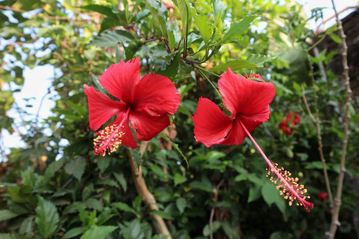 Two vibrant red blooming flowers of Perennial Hibiscus.