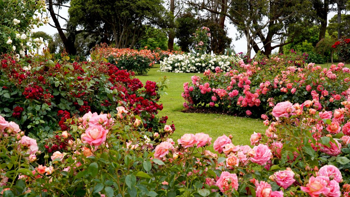 Different varieties of blooming roses in a garden,